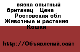 вязка опытный британец › Цена ­ 500 - Ростовская обл. Животные и растения » Кошки   